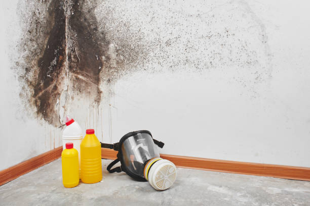 Best Mold Remediation for Specific Building Types in Morristown, NJ