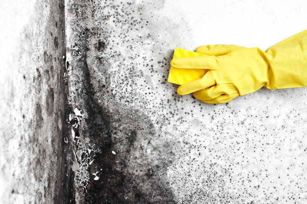 Best Localized Mold Remediation (e.g., coastal areas, humid climates) in Morristown, NJ