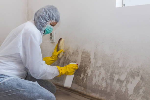 Trusted Morristown, NJ Mold Remediation Experts
