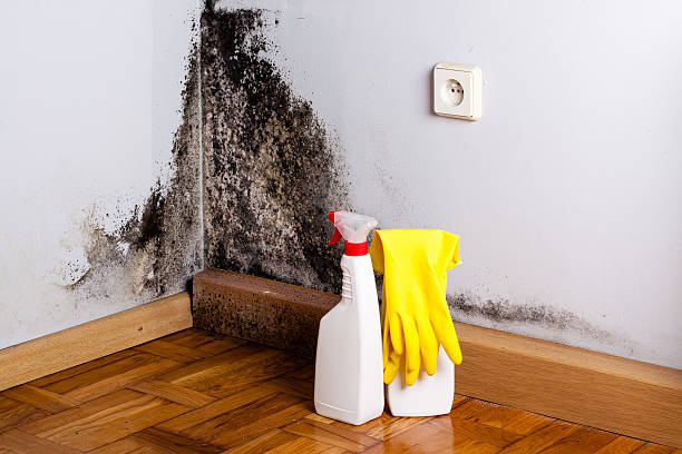 Best DIY Mold Remediation Support Services in Morristown, NJ
